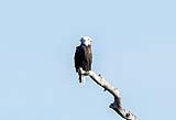Bald Eagle Bosque NM Dec 2020
